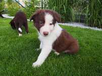 KARMEL, Border Collie, szczeniak z rodowodem, samiec