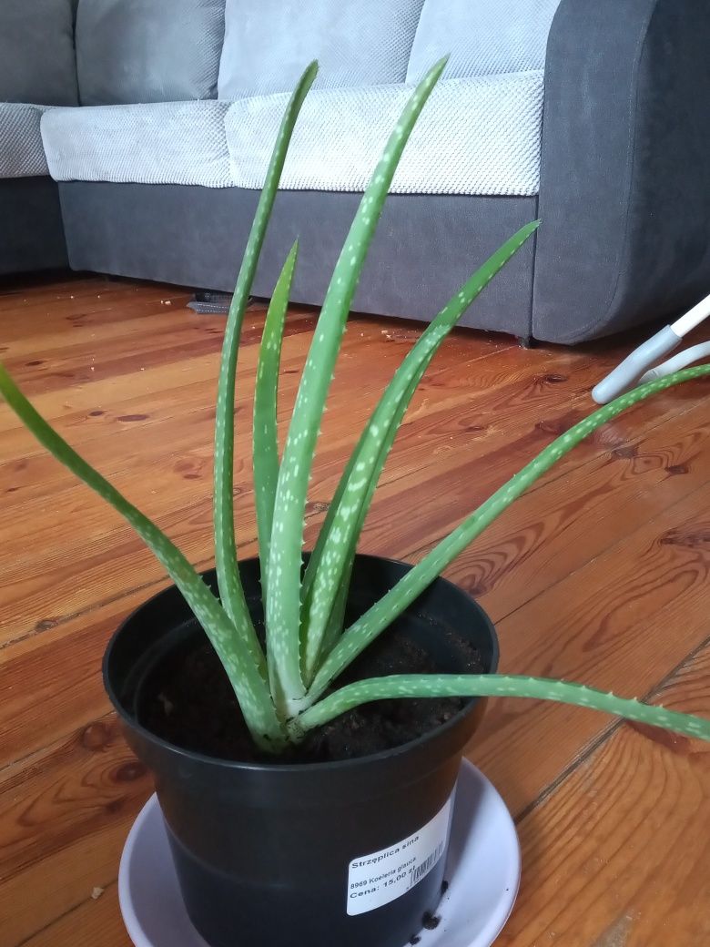 Aloe vera roślina