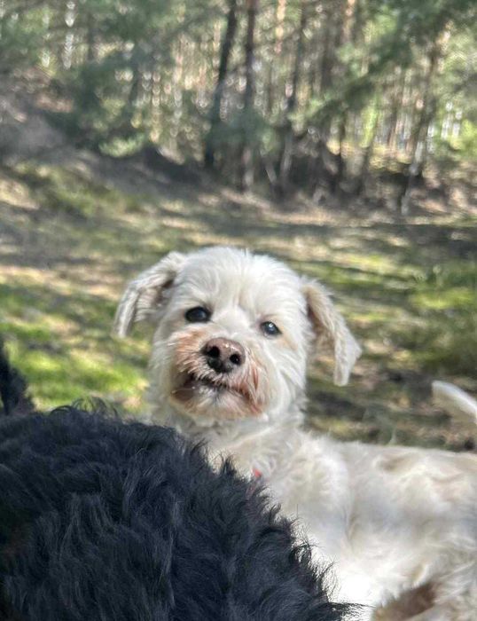 Ptyś, radosny piesek, szuka nowego domu