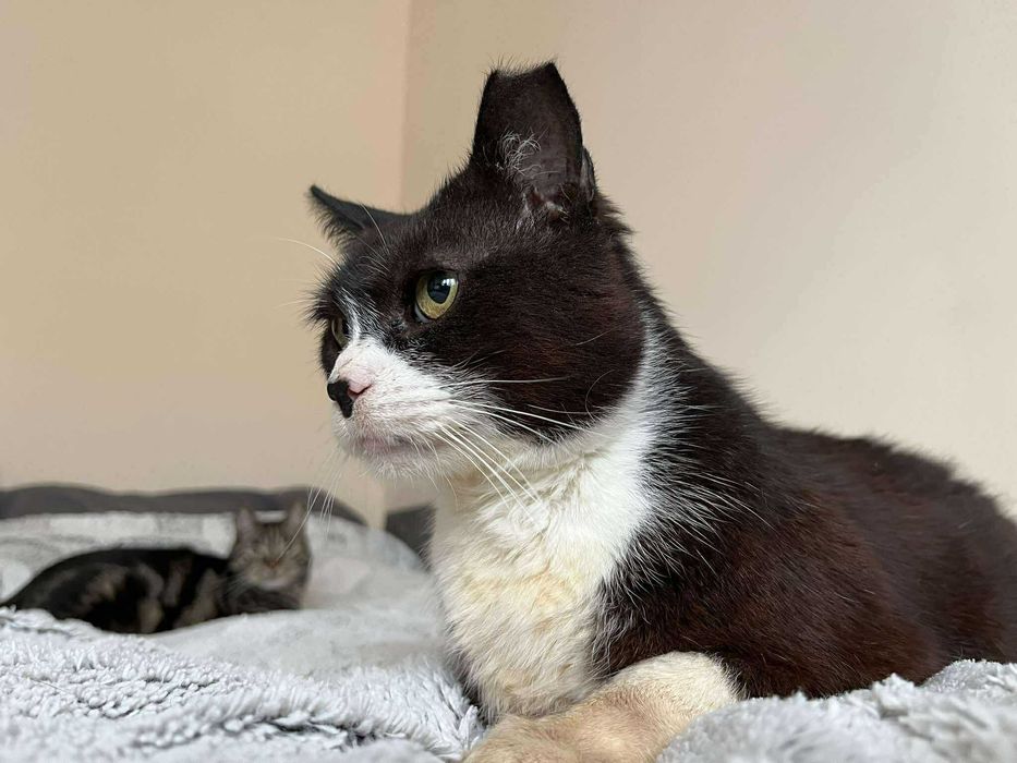 Błagam o dom dla chorego kota :( ma niewiele czasu :(