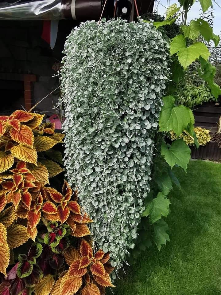 Dichondra srebrzysta 300 nasion