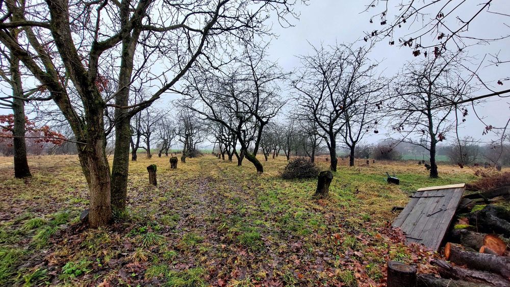 Czereśnia, oddam drewno. Koronowo