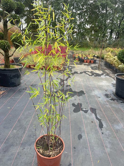 Bambus Czarny Nigra 80-100 cm cena 120 zł