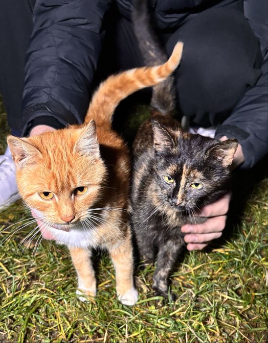 Młode koty do oddania