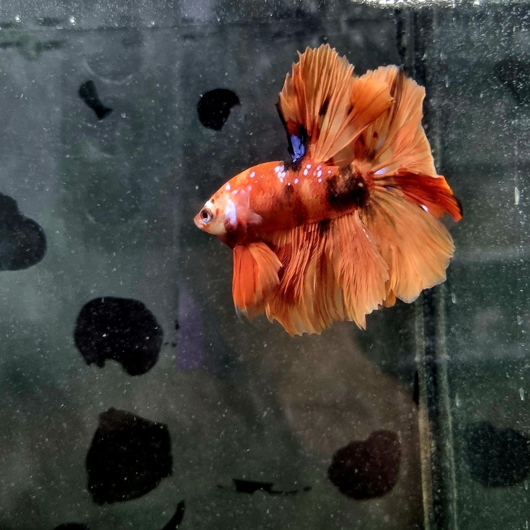 Bojownik HM nemo