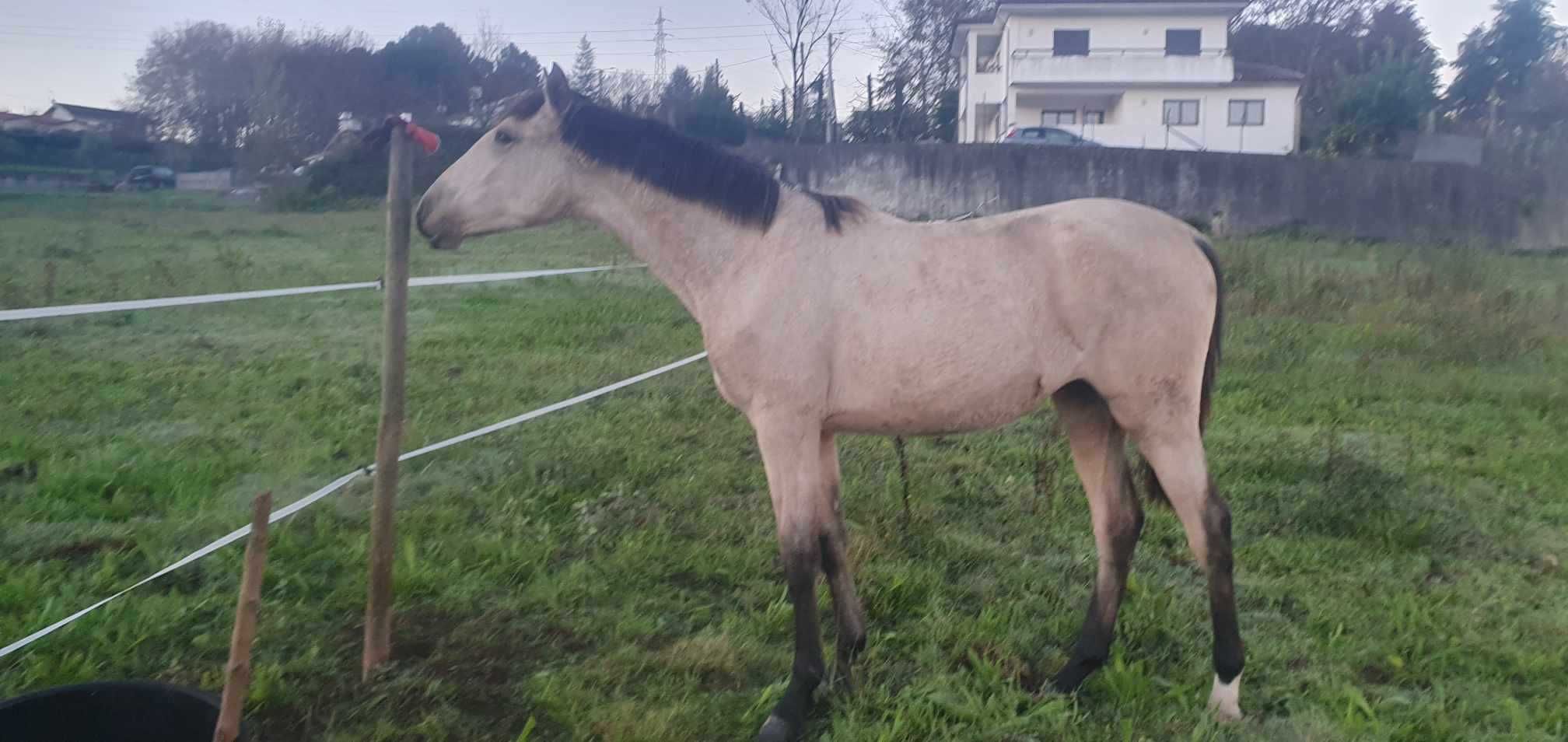 Poldra Lusitana Pura 33 meses