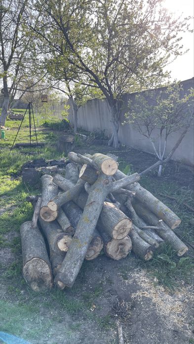 Корінь грецького горіха, свіжий 15-20 років