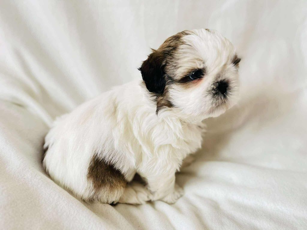 Śliczny piesek Shih Tzu