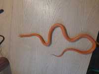 Wąż zbożowy samiec