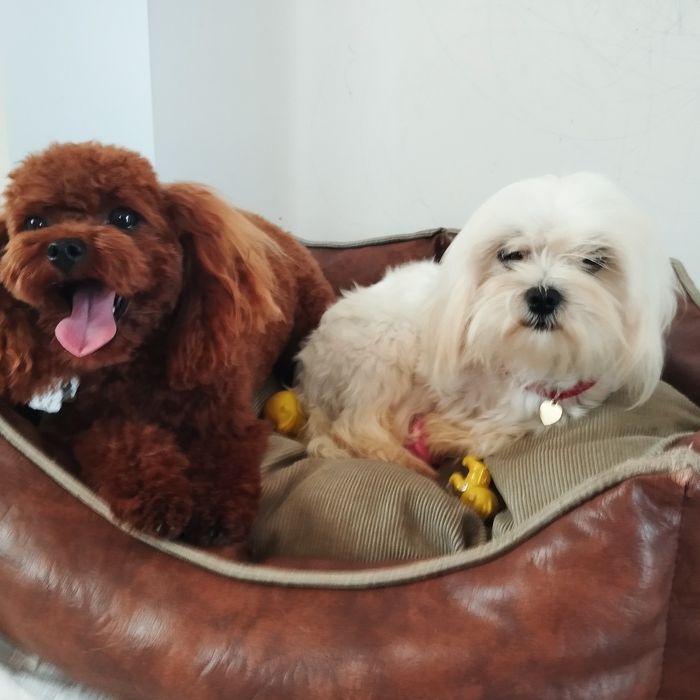 Samczyk Maltipoo F1 z Rodowodem