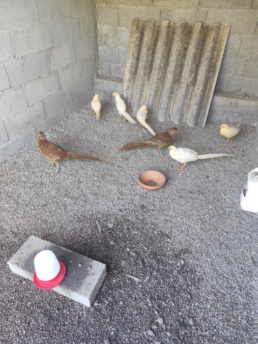 Para cedência faisão pêssego