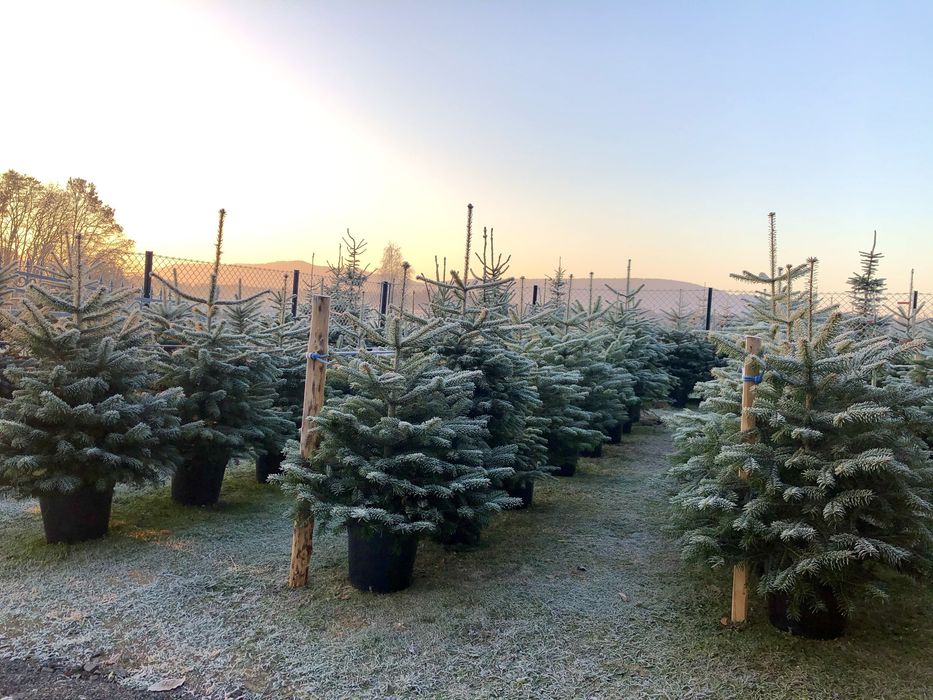 Sprzedaż choinek: jodła kaukaska, świerk srebrny w Donicy!