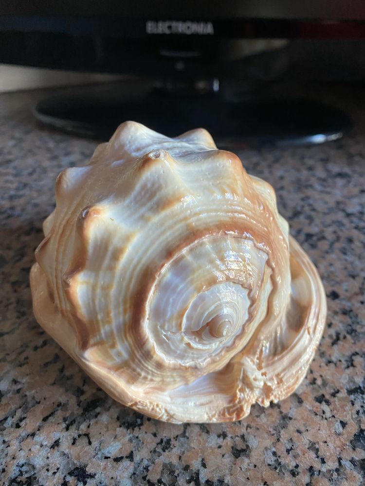 Concha Búzio Rei – 14x10x8 cm – Peça Natural Decorativa