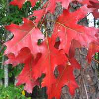 DĄB CZERWONY Quercus rubra - sadzonki w doniczkach