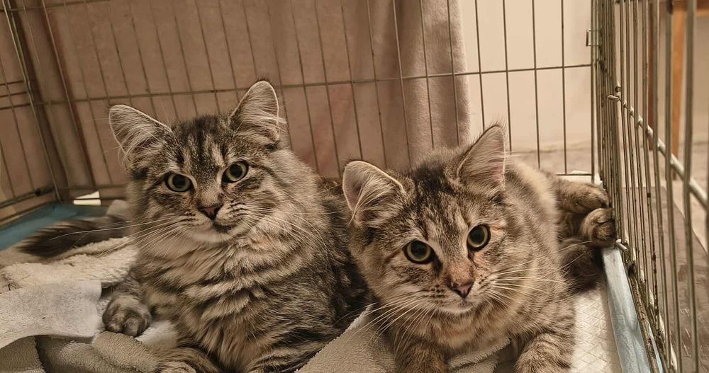 Grata i Alma polecają się do adopcji