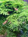 Krewetki red cherry