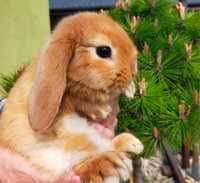 Mini lop królik młody baranek