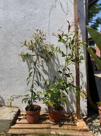Eugenia planta ornamental