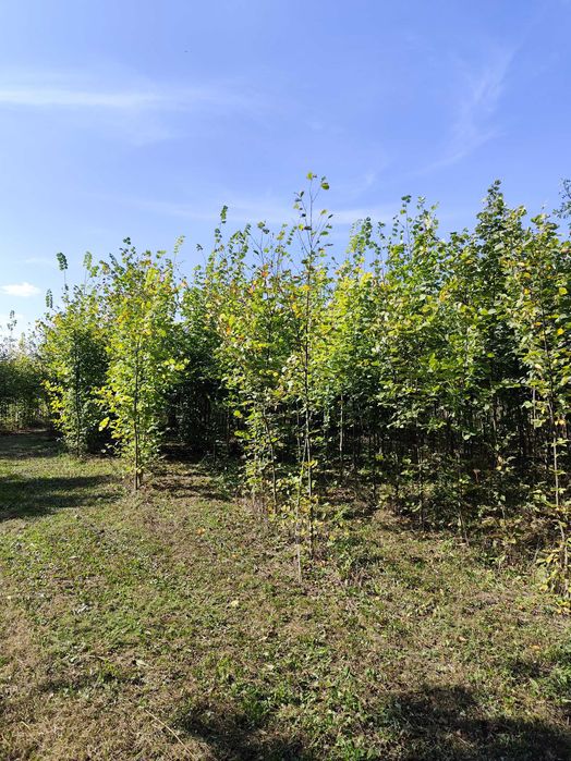 Wiąz pospolity, Ulmus leavis, obwód pnia 8-10 cm