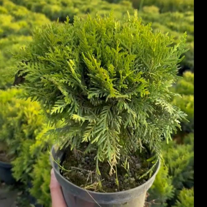 Tuja Danica, 3,5 roku, thuja doniczka 2L - tylko 30 zł