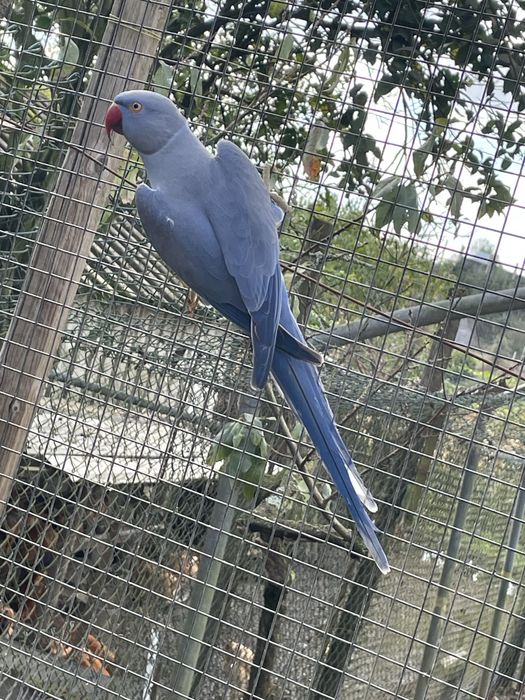 Ring necks adultos