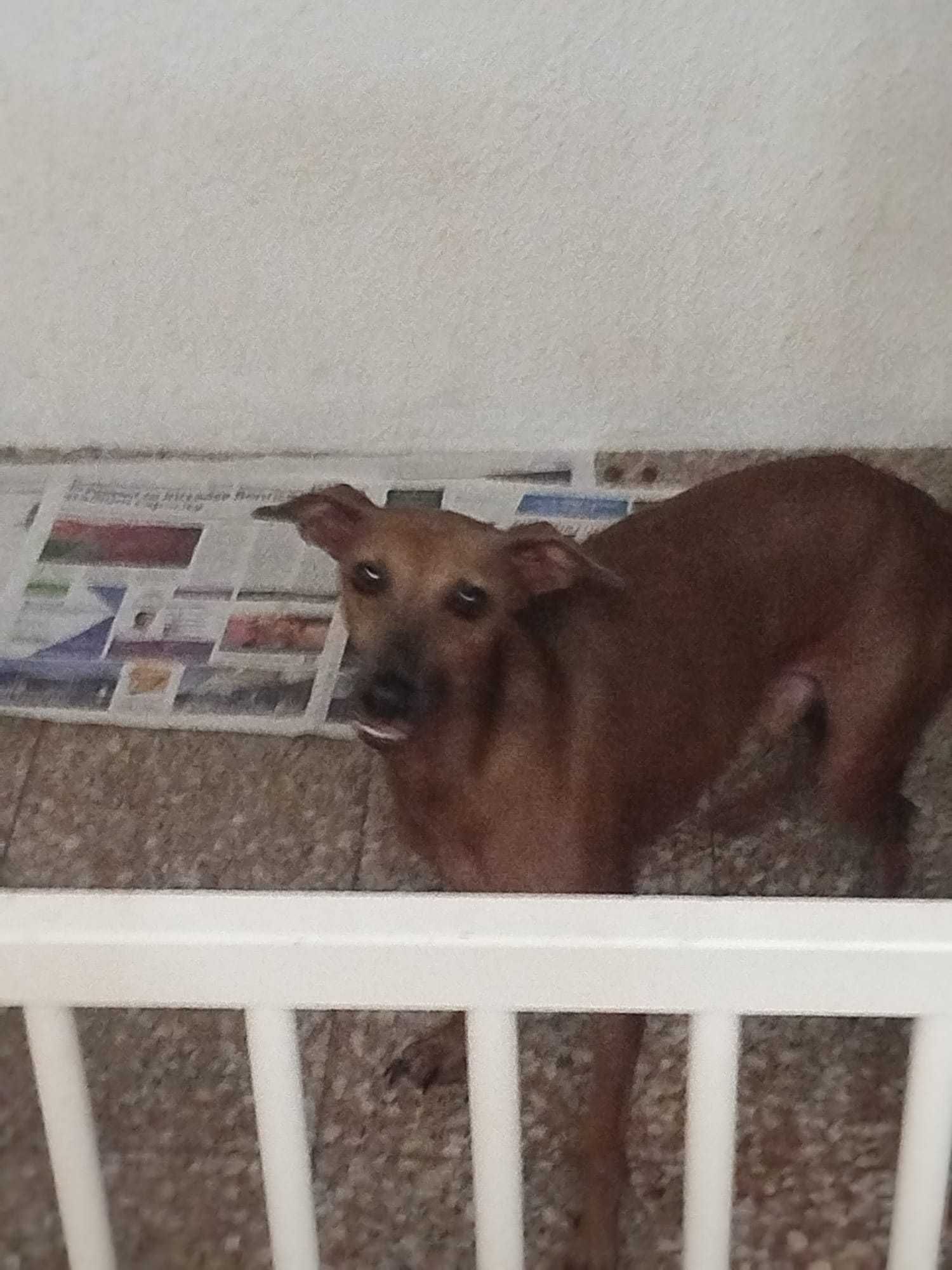 Doação de Galgos .apenas juntos 01 preto 4 anos e 01 Caramelo 02 anos
