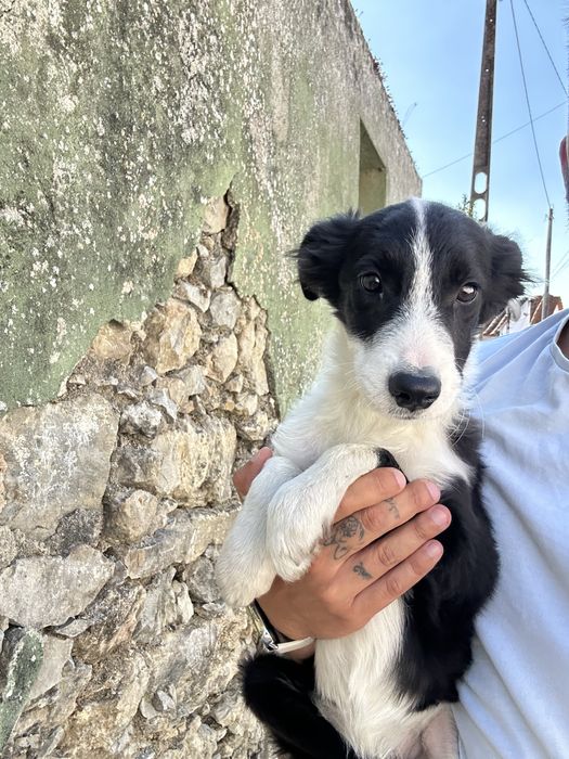 Excelente Menino border collie 3 meses