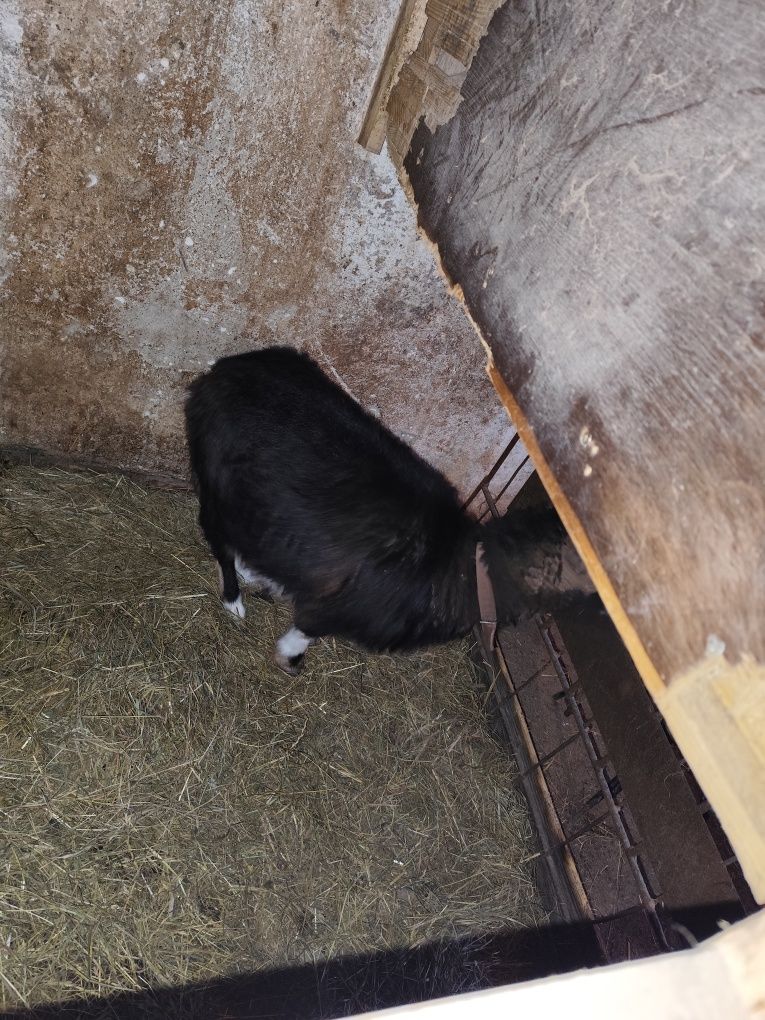 Kozy Sprzedam capka i kozę