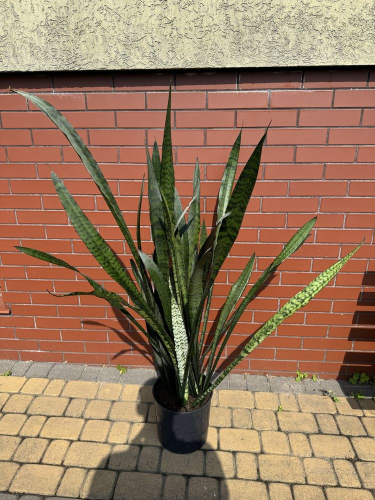 Sansevieria, wężownica 120 cm