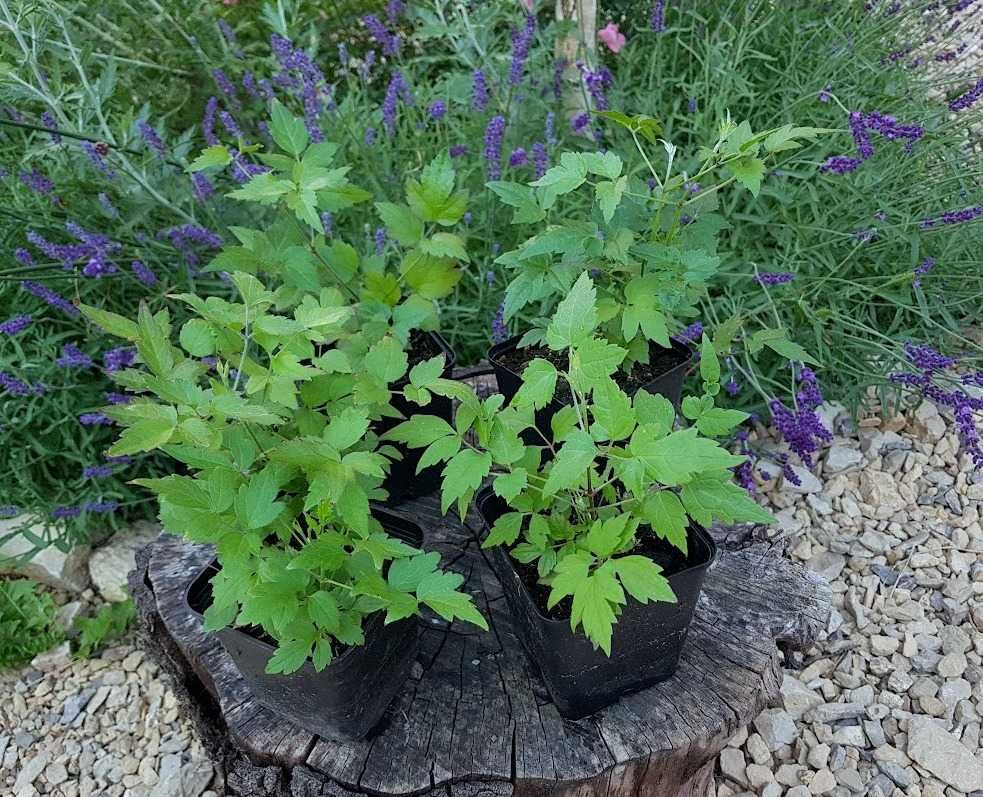 Powojnik bylinowy clematis 4 szt. P9