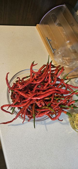 Papryka Thunder Mountain Longhorn 20tys-40tys SHU najdłuższa na świeci