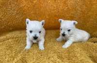 West Higland White Terrier