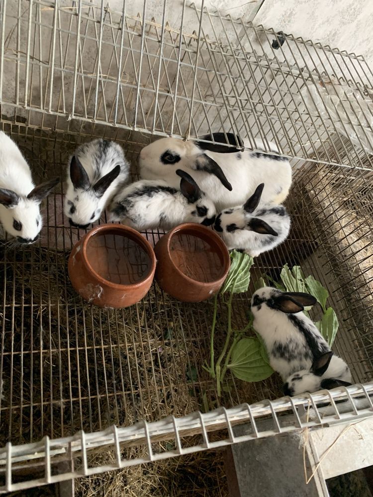 Ninhada de coelhos caseiros