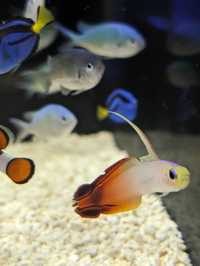 Nemateleotris Magnifica Ryba Morska
