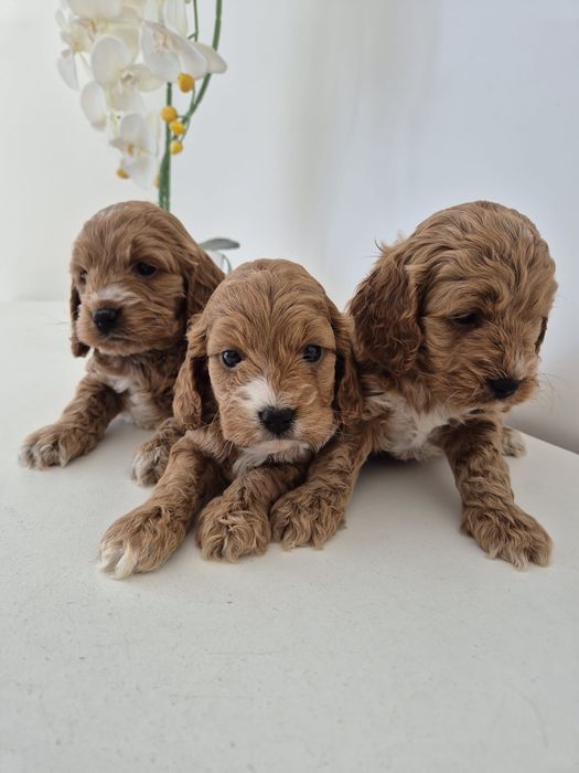 Cockapoo f1 Cocker spaniel - Pudel
