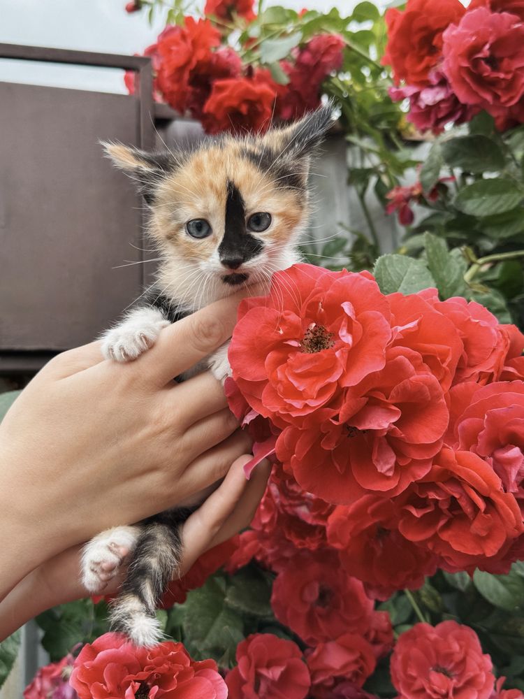 Кошенята в добрі руки