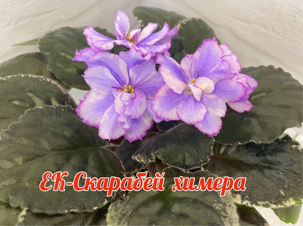 Фіалки химери ….