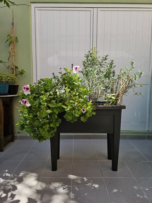 Vaso de 60L com 3 variedades de plantas naturais