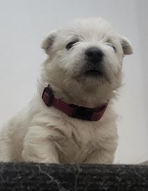 Piesek West Highland white terrier