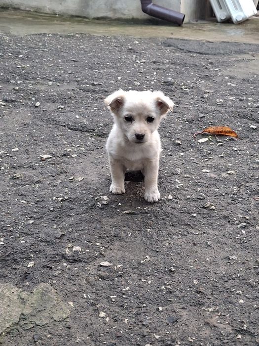 Віддамо  милючих, грайливих та дуже хороших двох дівчаток.