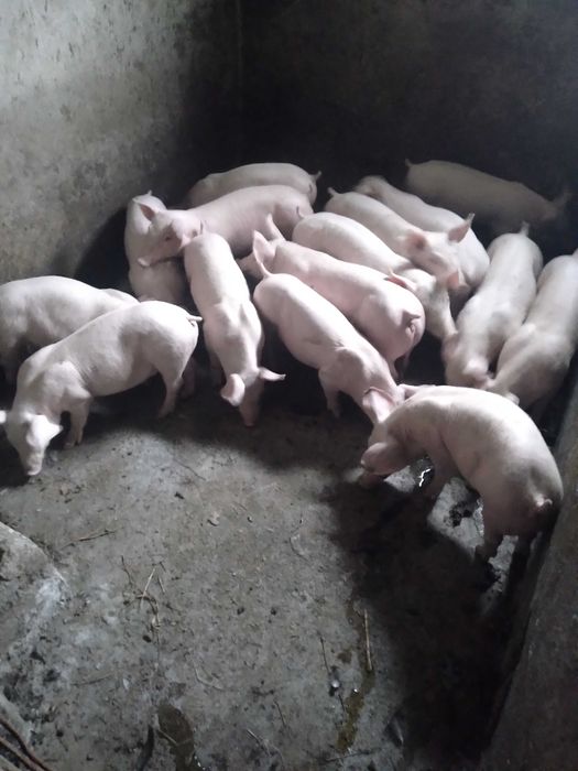 Продам поросята різних порід