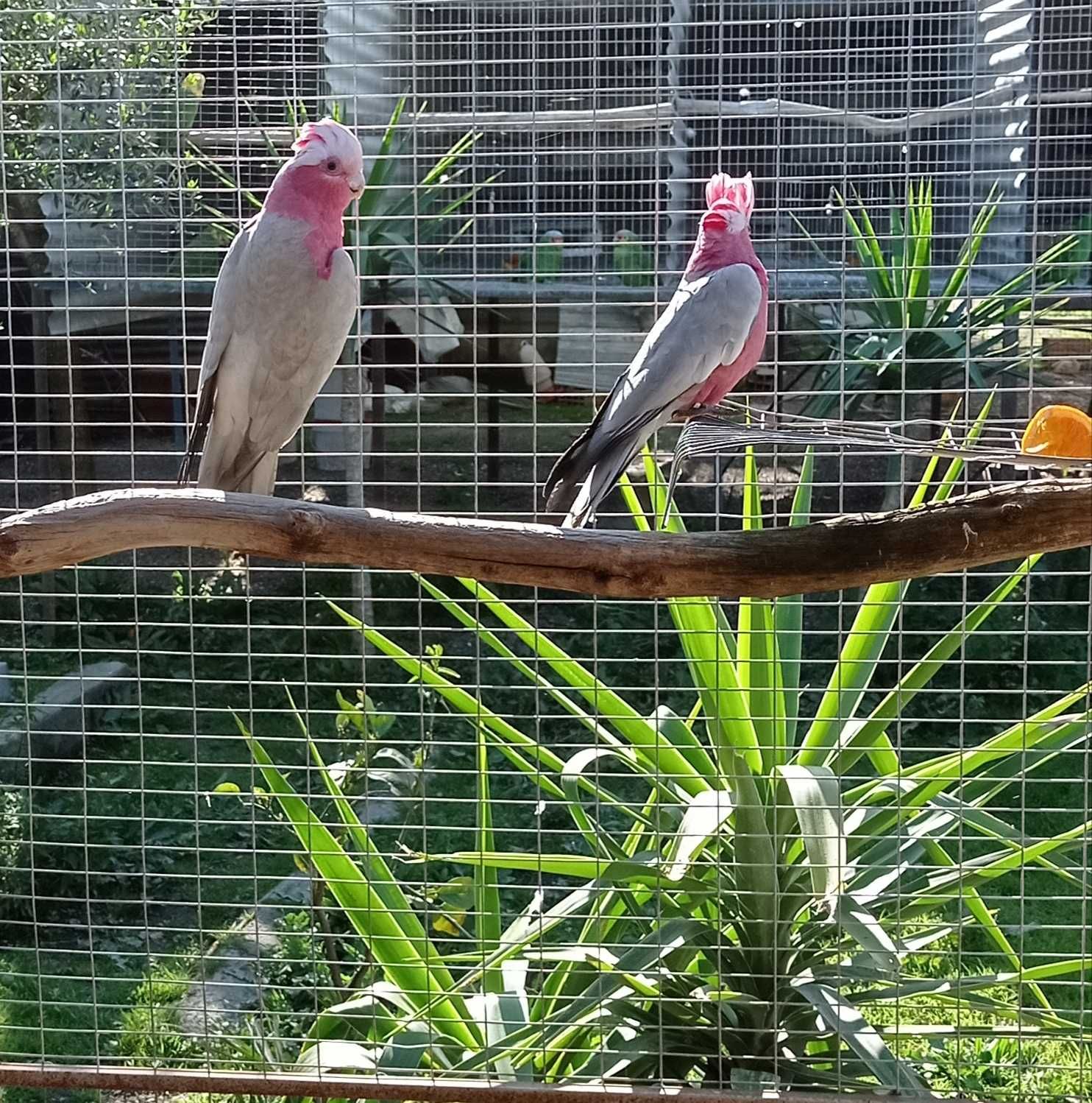 Casal de catatuas galah de 2016