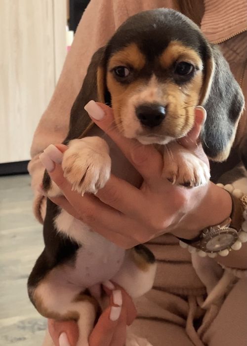 Чудові малята Бігль