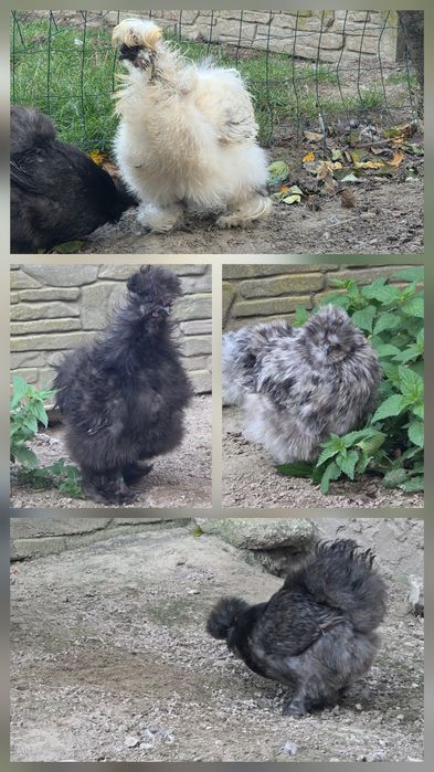 Silka silki kura jedwabista