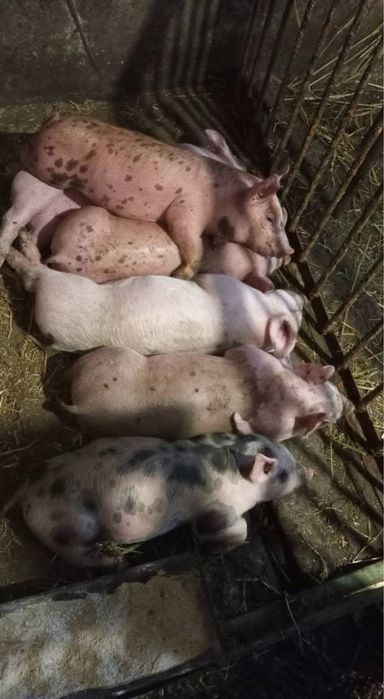 Продам поросят запись  на осень