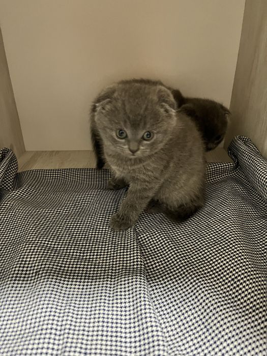 Шотландські висловухі кошенята