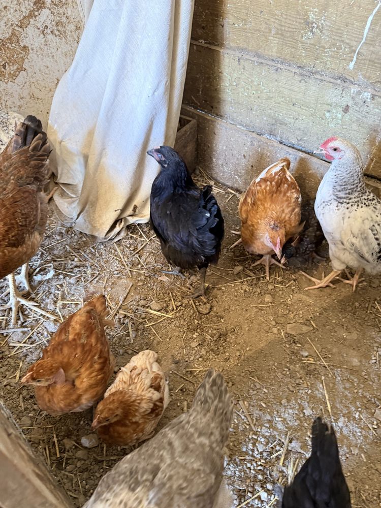 pintos e frangos todos nascidos cá de galinhas do campo