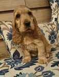 Cocker Spaniel złoty śliczny
