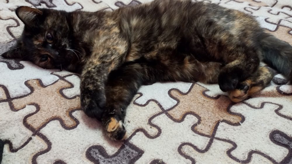 Киця стерилізована