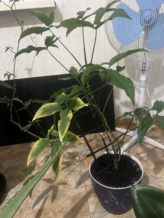 Квіти Білгород-Дністровський